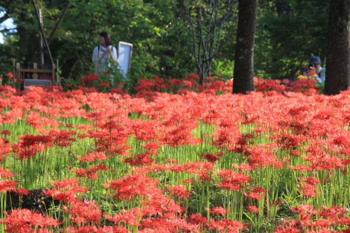 柴田町の曼珠沙華（彼岸花）