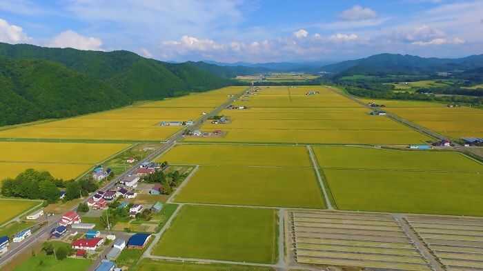 上士別の大規模圃場（水稲）