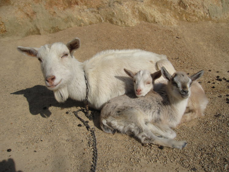 岡山県玉野市の渋川動物公園で見られるヤギの親子