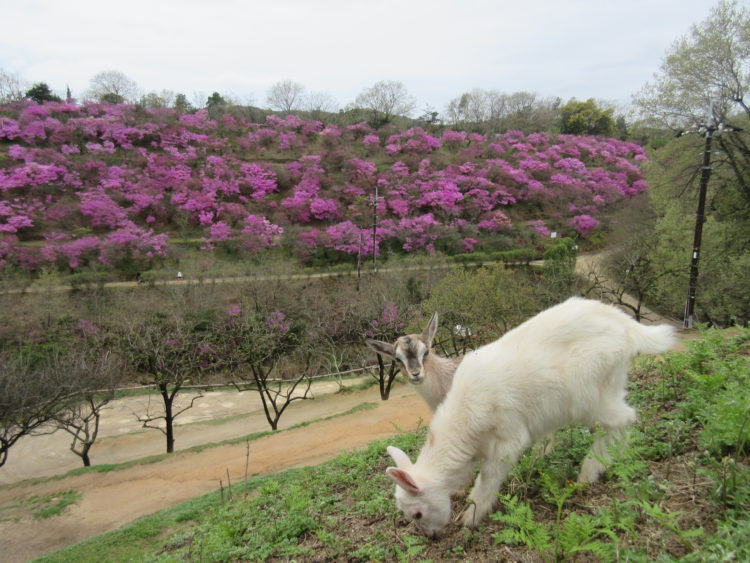 渋川動物公園のツツジと子ヤギ