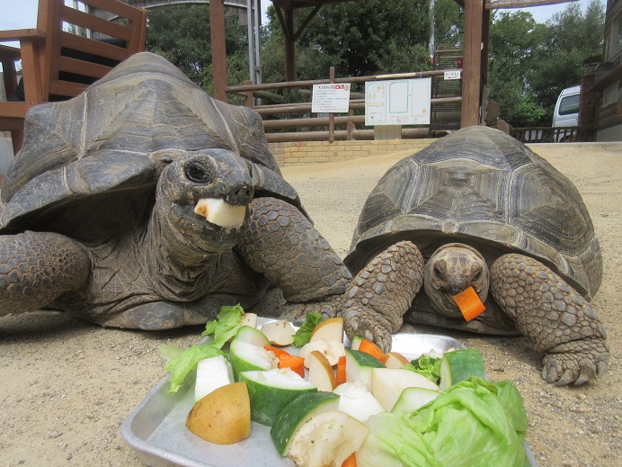 渋川動物公園で見られる「アブダブラゾウガメ」