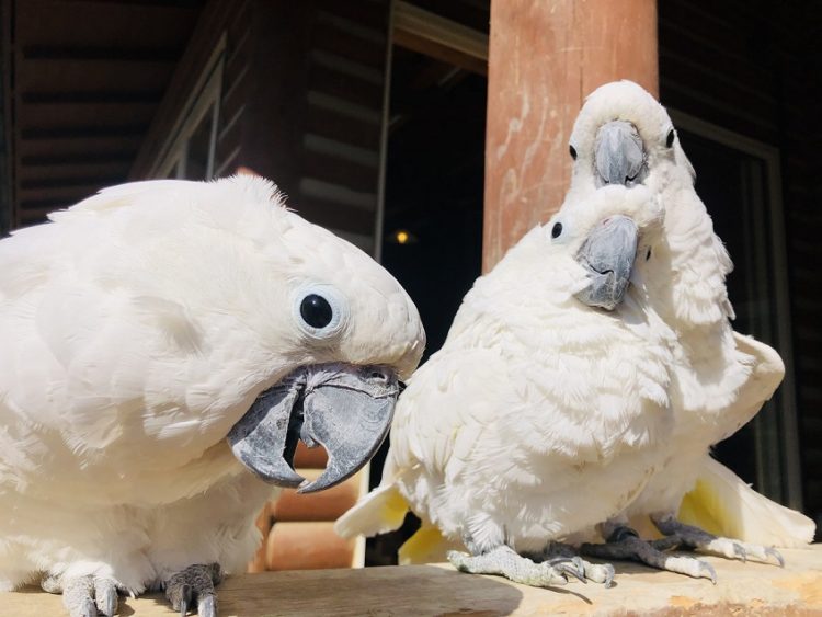 岡山県の渋川動物公園で見られる「タイハクオウム」のカップル