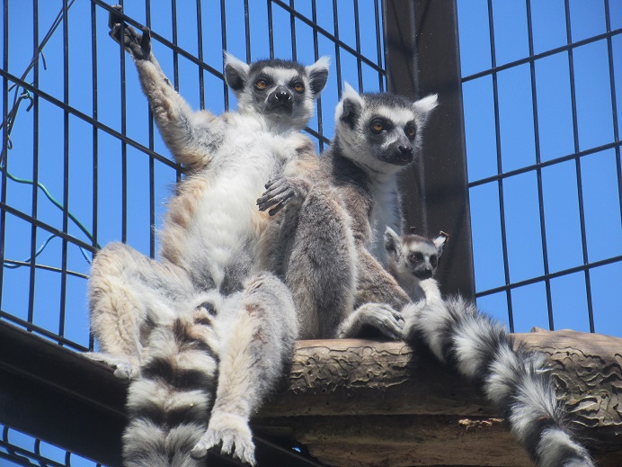 渋川動物公園のワオキツネザルの家族