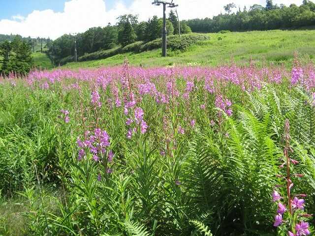 東館山高山植物園のヤナギランの群生