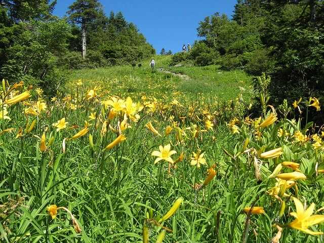 東館山高山植物園のニッコウキスゲ