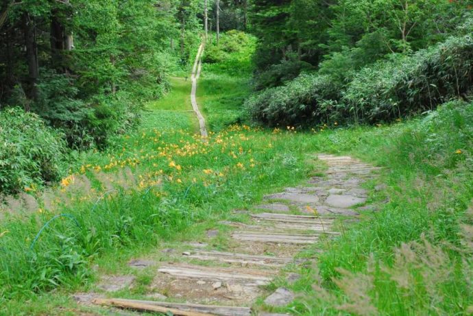 ニッコウキスゲが咲く東館山高山植物園の遊歩道