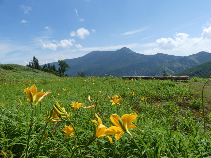 東館山高山植物園のベンチとニッコウキスゲ