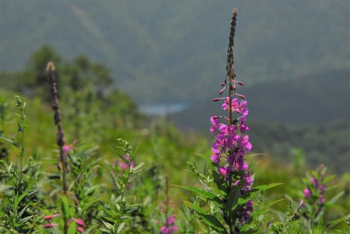 東館山高山植物園のヤナギラン