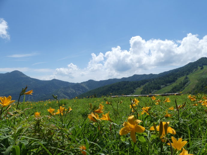 東館山高山植物園の山頂ベンチとニッコウキスゲ