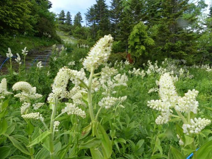 東館山高山植物園に咲く白い花