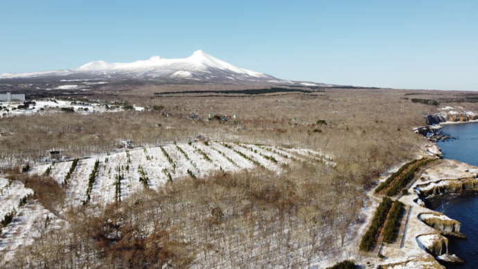 駒ヶ岳と草原