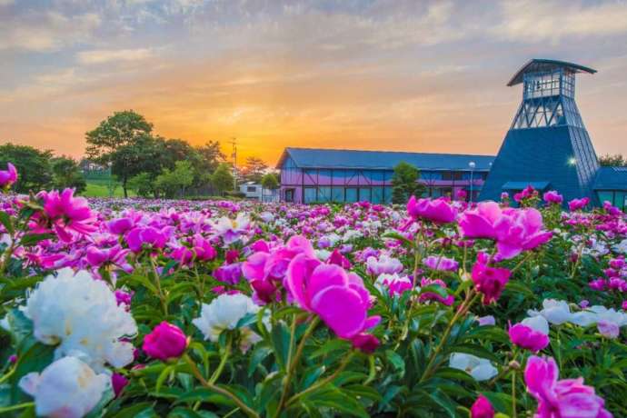 美しい花々が楽しめる愛宕山公園