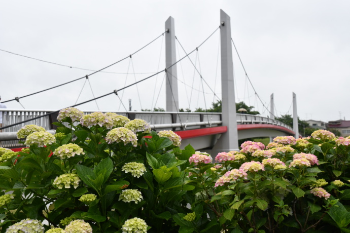 志木市の風景（あじさい）