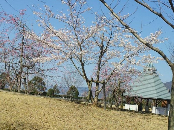 四国三郎の郷でキャンプを始めようと考えているカップルへメッセージ