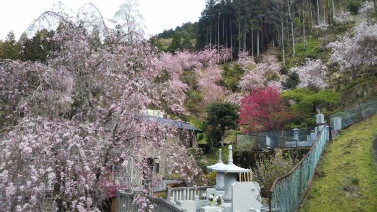 山梨県南巨摩郡身延町にある志摩房の裏山の紅しだれ桜