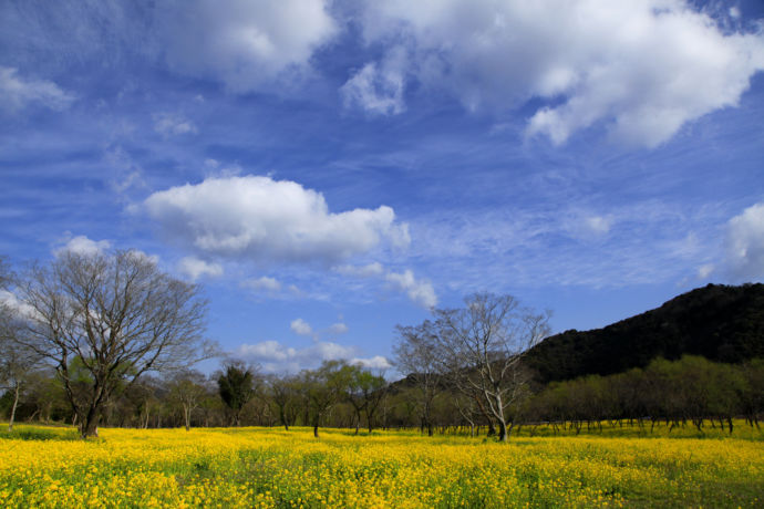 入田ヤナギ林の菜の花