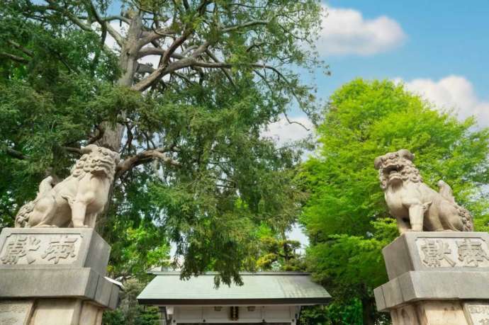 下神明天祖神社の狛犬とご神木