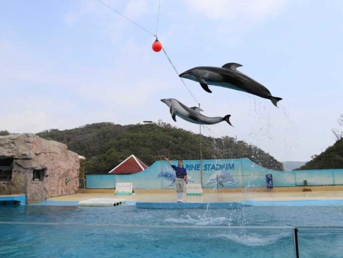 下田海中水族館のイルカショーでいきいきとジャンプするイルカたち