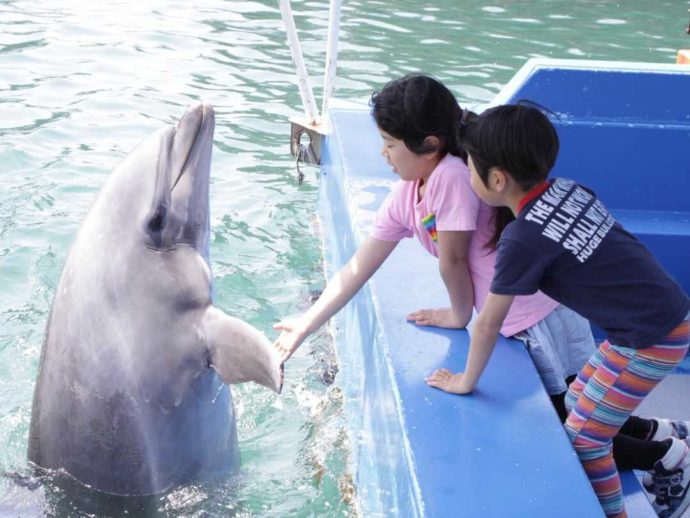 下田海中水族館のイルカに餌をやる子供たち