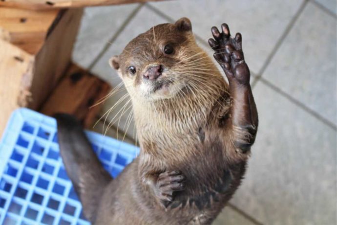 下田海中水族館にいるコツメカワウソのマメタ