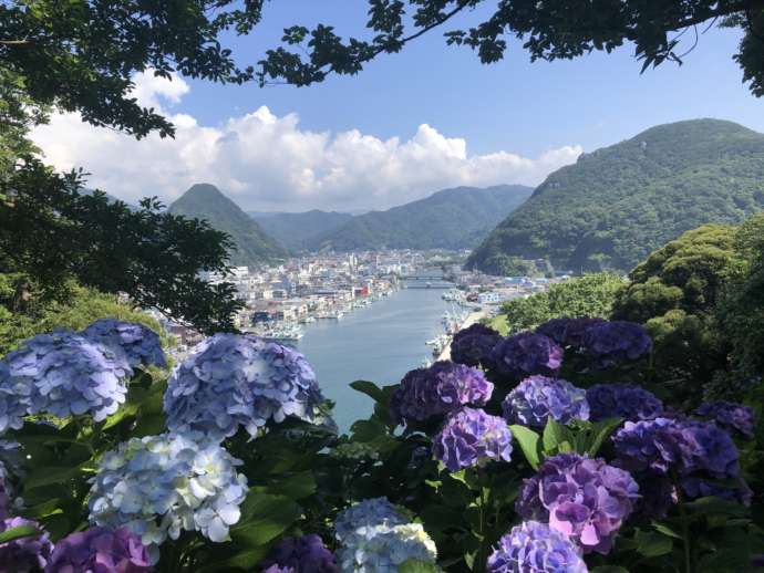 下田市のあじさい祭り