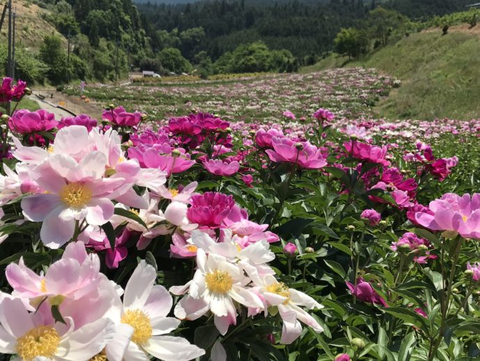 シャクヤクの花が一面に咲いている