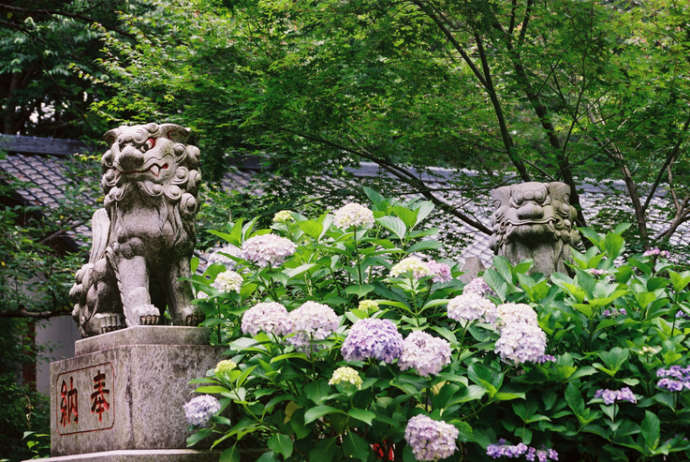 大宝八幡宮のあじさい