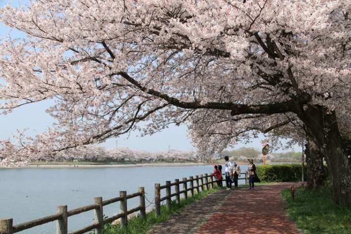 砂沼の遊歩道沿いの桜