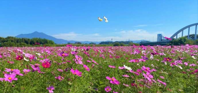 小貝川ふれあい公園のコスモス