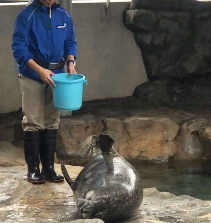 しながわ水族館のアザラシショー