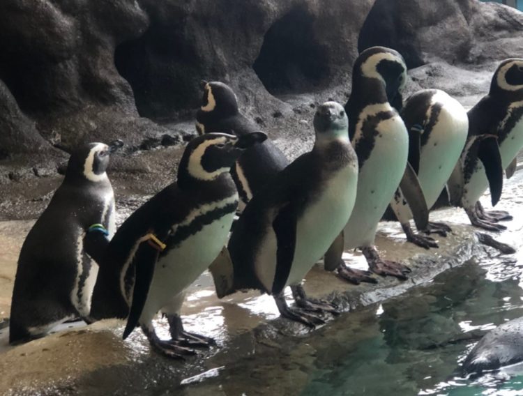 しながわ水族館のペンギン