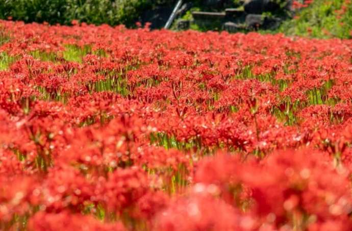 「信濃比叡 廣拯院」の境内で秋に咲く彼岸花