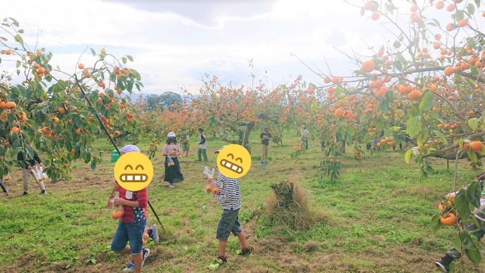 福岡県朝倉市にある信ちゃん果樹園で行われているくだもの狩りの様子