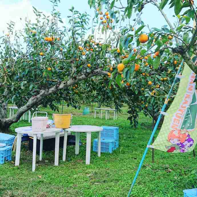 福岡県朝倉市にある信ちゃん果樹園で栽培されている富有柿