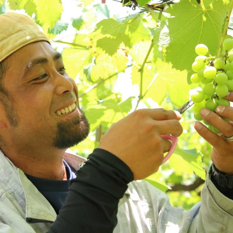 福岡県朝倉市にある信ちゃん果樹園のオーナーである本園拓也さんと果樹園内のぶどう