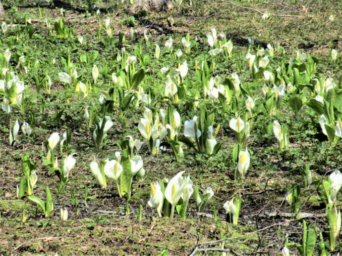 新郷村の村の花「ミズバショウ」