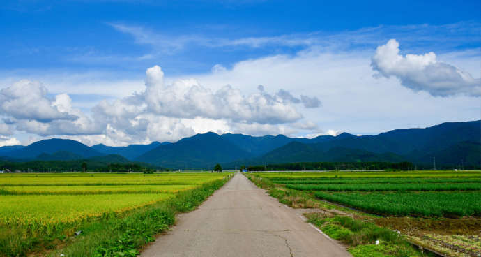 青々とした田んぼの風景