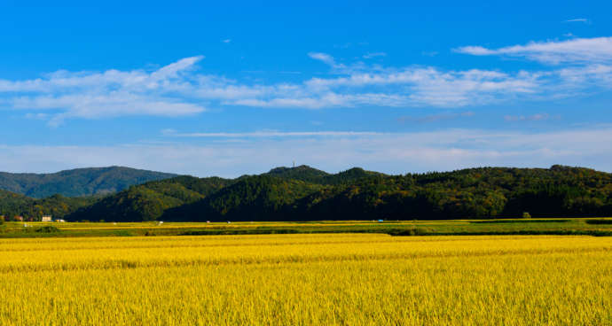 黄金色の稲穂が実った秋の田園風景