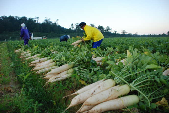 新温泉町で収穫された「畑ヶ平大根」