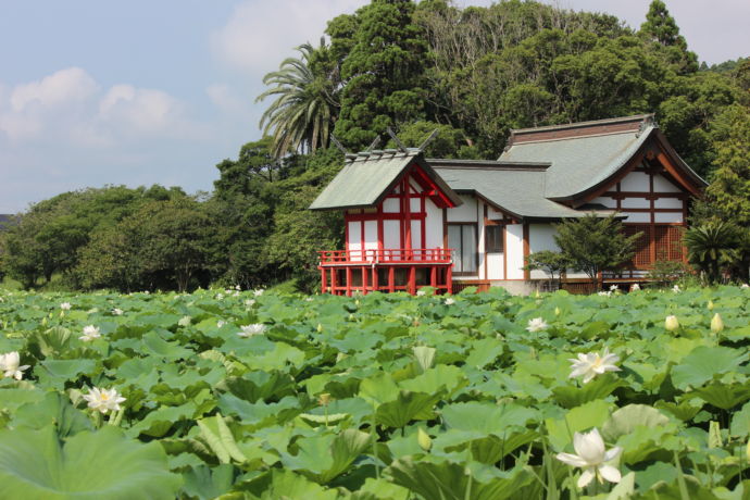 湖水ヶ池のハスの花