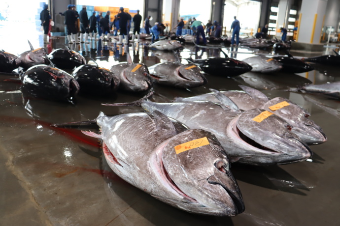 宮城県塩竃市で捕れたマグロの写真