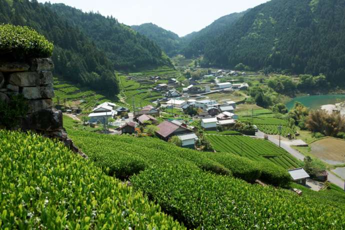 美濃白川茶茶園と集落の風景