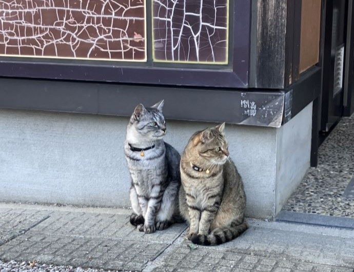 白山苑の看板猫