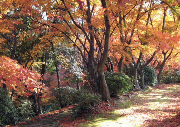 福岡県北九州市の「北九州市立白野江植物公園」にあるモミジ