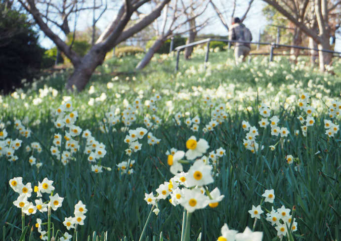 福岡県北九州市の「北九州市立白野江植物公園」にある日本水仙