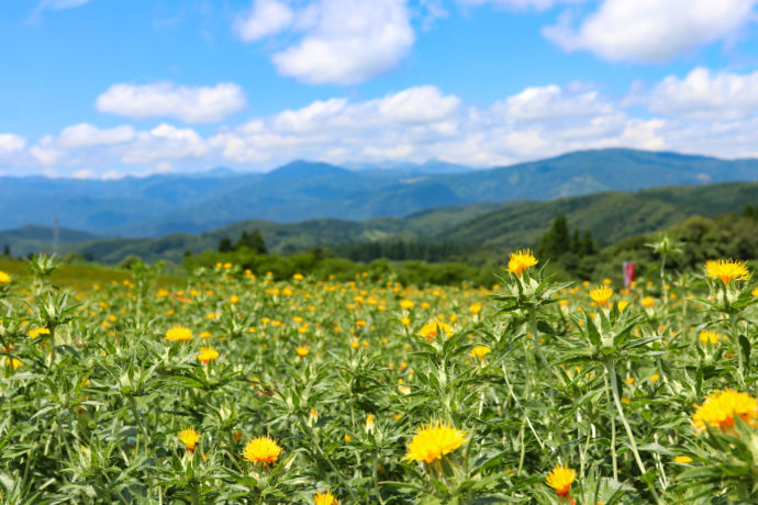 山形県白鷹町の紅花のようす