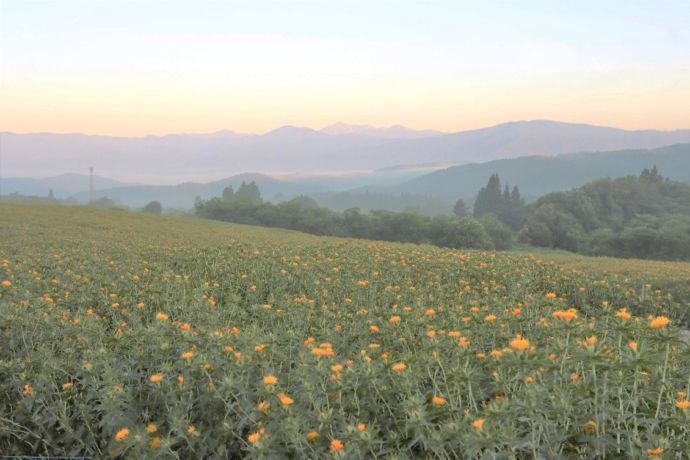 山形県白鷹町中山地区の紅花畑