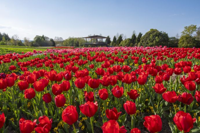 庄原市にある「国営備北丘陵公園」の春風景