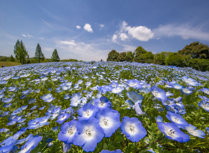 庄原市にある「国営備北丘陵公園」の春風景