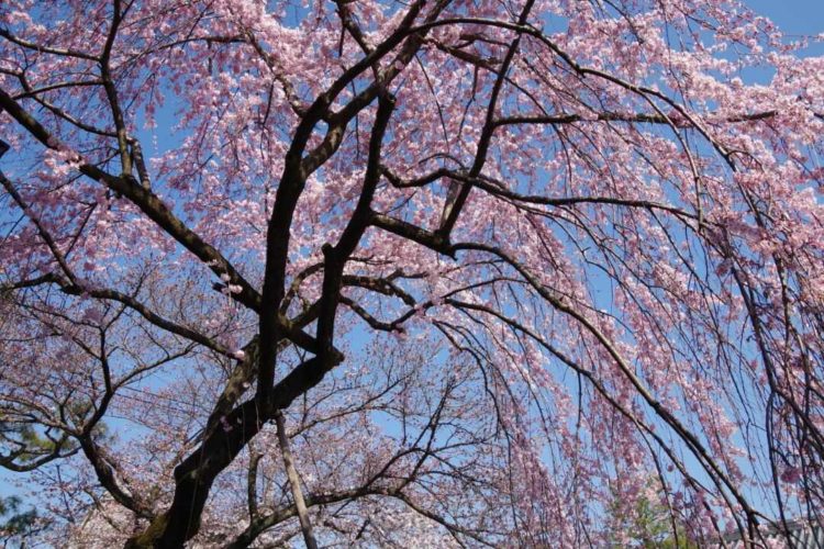 聖護院のしだれ桜